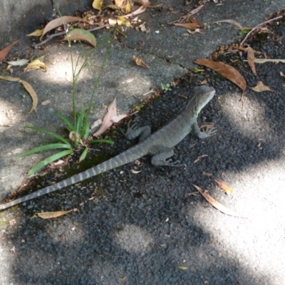 Intellagama lesueurii howittii (Gippsland Water Dragon) at Acton, ACT - 18 Jan 2016 by SkyFire747