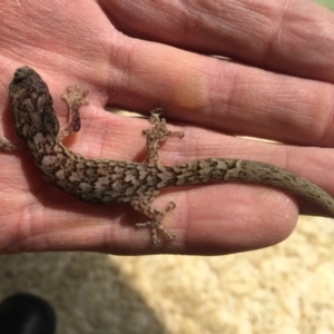 Christinus marmoratus at Spence, ACT - 16 Dec 2015