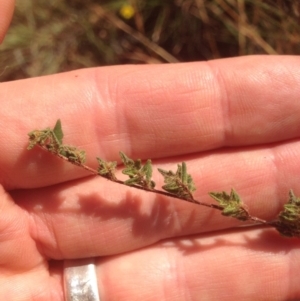 Cheilanthes distans at Chapman, ACT - 19 Jan 2016