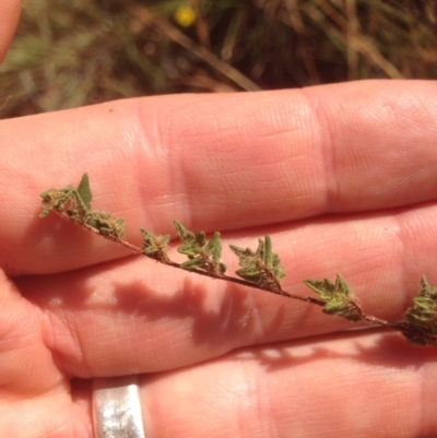 Cheilanthes distans (Bristly Cloak Fern) at Chapman, ACT - 19 Jan 2016 by RichardMilner