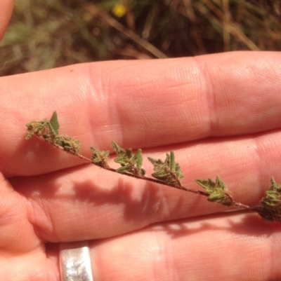 Cheilanthes distans (Bristly Cloak Fern) at Chapman, ACT - 18 Jan 2016 by RichardMilner