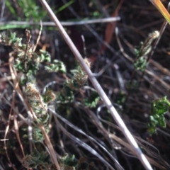 Cheilanthes distans at Chapman, ACT - 19 Jan 2016