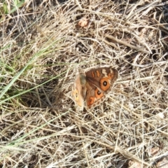 Junonia villida (Meadow Argus) at Fadden, ACT - 18 Jan 2016 by RyuCallaway