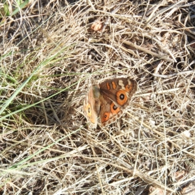 Junonia villida (Meadow Argus) at Fadden, ACT - 19 Jan 2016 by ArcherCallaway