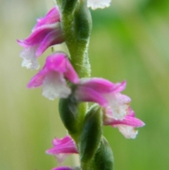 Spiranthes australis (Austral Ladies Tresses) at Fadden Hills Pond - 2 Jan 2016 by RyuCallaway