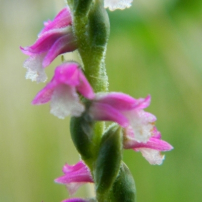 Spiranthes australis (Austral Ladies Tresses) at Fadden Hills Pond - 2 Jan 2016 by RyuCallaway