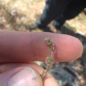 Cheilanthes distans at Farrer, ACT - 19 Jan 2016 06:34 AM