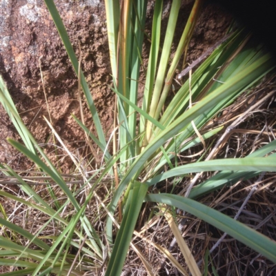 Dianella sp. aff. longifolia (Benambra) (Pale Flax Lily, Blue Flax Lily) at Coombs, ACT - 19 Jan 2016 by RichardMilner