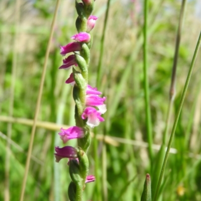 Spiranthes australis (Austral Ladies Tresses) at Fadden, ACT - 6 Jan 2016 by RyuCallaway