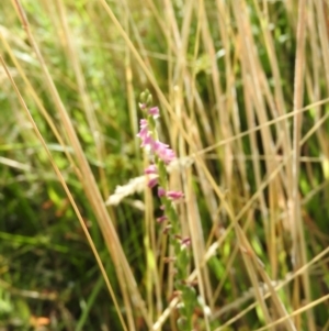 Spiranthes australis at Fadden, ACT - suppressed