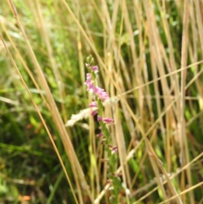 Spiranthes australis (Austral Ladies Tresses) at Fadden Hills Pond - 18 Jan 2016 by RyuCallaway