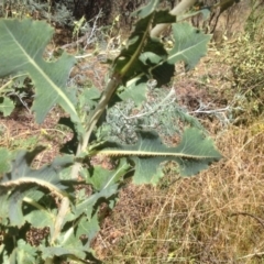 Lactuca serriola f. serriola at Jerrabomberra, ACT - 15 Jan 2016 09:54 AM