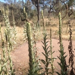 Verbascum thapsus subsp. thapsus (Great Mullein, Aaron's Rod) at Isaacs Ridge Offset Area - 15 Jan 2016 by Mike
