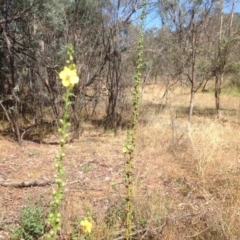 Verbascum virgatum (Green Mullein) at Isaacs Ridge Offset Area - 14 Jan 2016 by Mike