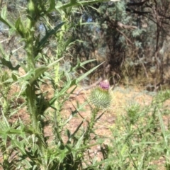 Cirsium vulgare (Spear Thistle) at Isaacs Ridge Offset Area - 15 Jan 2016 by Mike