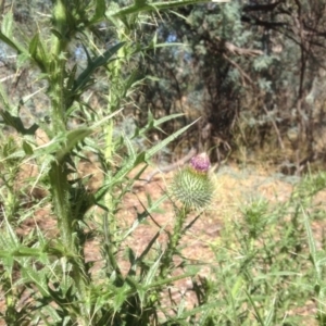 Cirsium vulgare at Isaacs Ridge Offset Area - 15 Jan 2016 09:53 AM