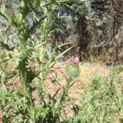 Cirsium vulgare (Spear Thistle) at Isaacs Ridge Offset Area - 15 Jan 2016 by Mike