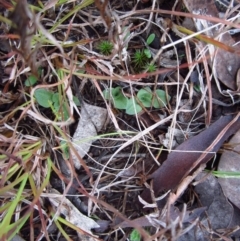 Diplodium truncatum (Little Dumpies, Brittle Greenhood) at Belconnen, ACT - 18 Apr 2015 by CathB