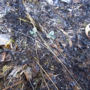 Diplodium truncatum at Belconnen, ACT - suppressed