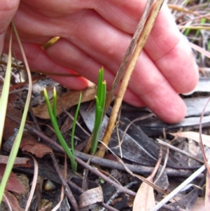 Diuris nigromontana at Cook, ACT - 18 Apr 2015