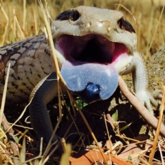 Tiliqua scincoides scincoides (Eastern Blue-tongue) at Googong, NSW - 19 Jan 2016 by Wandiyali