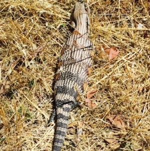 Tiliqua scincoides scincoides at Googong, NSW - 20 Jan 2016 06:59 AM