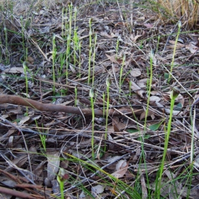 Pterostylis pedunculata (Maroonhood) at Cook, ACT - 17 Sep 2015 by CathB