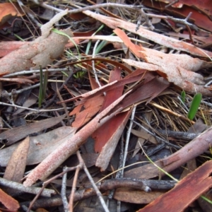 Thelymitra brevifolia at Cook, ACT - suppressed