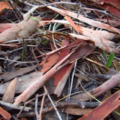 Thelymitra brevifolia (Short-leaf Sun Orchid) at Cook, ACT - 18 Apr 2015 by CathB