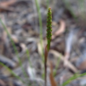 Corunastylis clivicola at Cook, ACT - suppressed