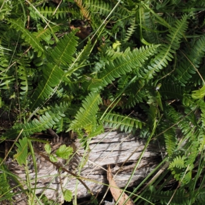 Blechnum penna-marina (Alpine Water Fern) at Tennent, ACT - 15 Jan 2016 by KenT