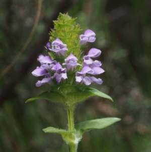 Prunella vulgaris at Tennent, ACT - 16 Jan 2016 11:08 AM