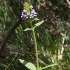 Prunella vulgaris at Tennent, ACT - 16 Jan 2016