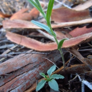 Bunochilus umbrinus (ACT) = Pterostylis umbrina (NSW) at suppressed - suppressed