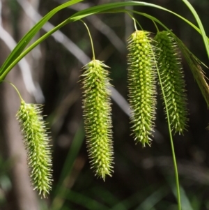 Carex fascicularis at Tennent, ACT - 16 Jan 2016