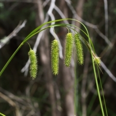 Carex fascicularis at Tennent, ACT - 16 Jan 2016