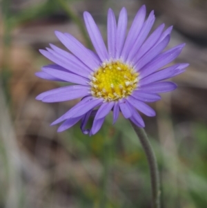 Brachyscome spathulata at Tennent, ACT - 16 Jan 2016