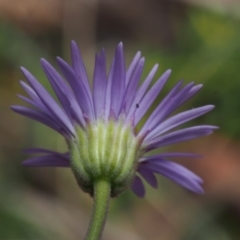 Brachyscome spathulata at Tennent, ACT - 16 Jan 2016