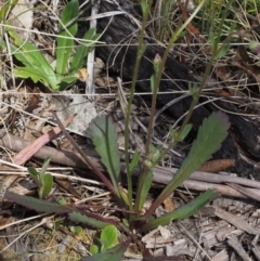 Brachyscome spathulata at Tennent, ACT - 16 Jan 2016