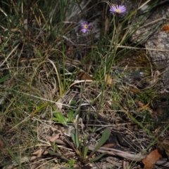 Brachyscome spathulata at Tennent, ACT - 16 Jan 2016