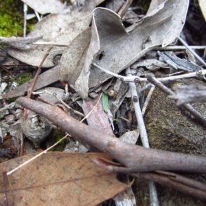 Cyanicula caerulea at Point 3852 - suppressed