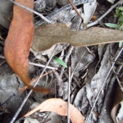 Cyanicula caerulea at Point 3852 - suppressed