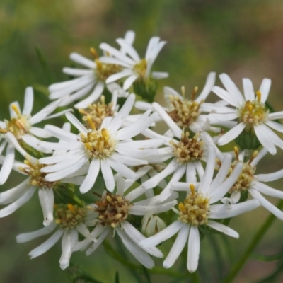 Olearia glandulosa (Swamp Daisy Bush) at Tennent, ACT - 16 Jan 2016 by KenT