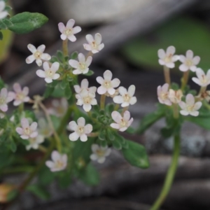 Poranthera microphylla at Cotter River, ACT - 18 Jan 2016 12:15 PM