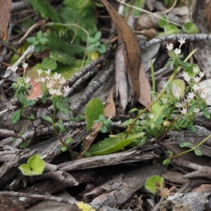 Poranthera microphylla at Cotter River, ACT - 18 Jan 2016 12:15 PM