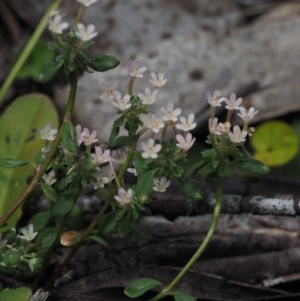 Poranthera microphylla at Cotter River, ACT - 18 Jan 2016 12:15 PM