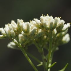 Cassinia aculeata subsp. aculeata at Cotter River, ACT - 18 Jan 2016