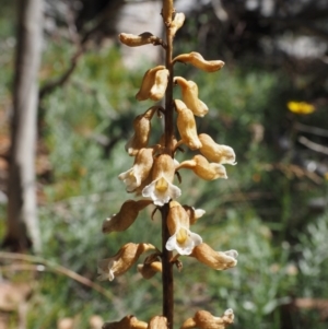 Gastrodia entomogama at Cotter River, ACT - 18 Jan 2016