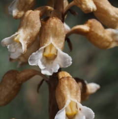 Gastrodia entomogama at Cotter River, ACT - 18 Jan 2016