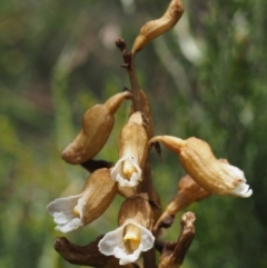 Gastrodia entomogama at Cotter River, ACT - 18 Jan 2016